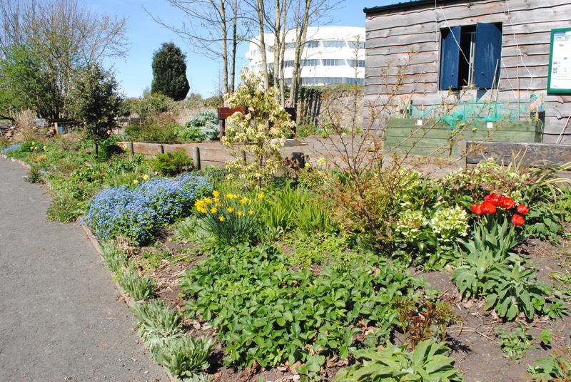 19-05-15 Donations wanted for Ninewells Community Garden