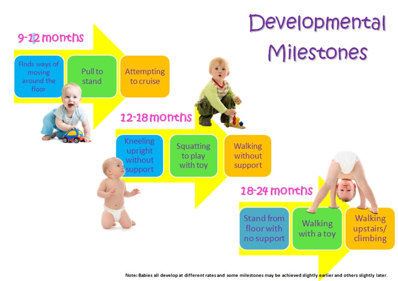 dev milestones 12-24
